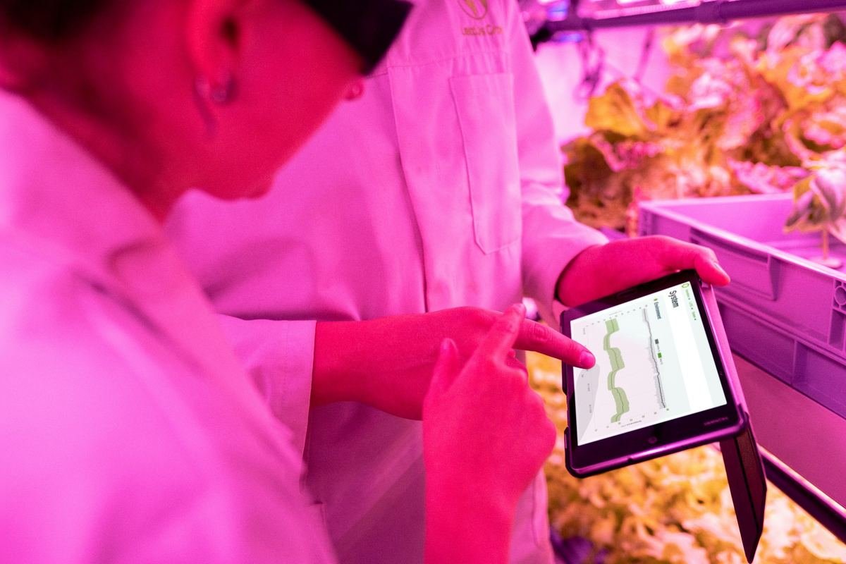 A researcher recording results on a tablet under pink laboratory light.