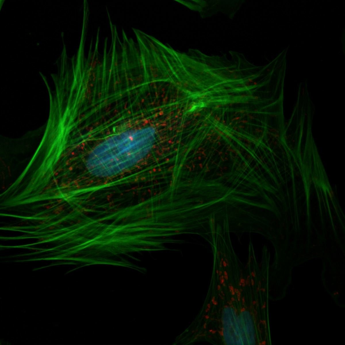 Confocal microscope image of a single cell showing its nucleus, mitochondria and skeleton.