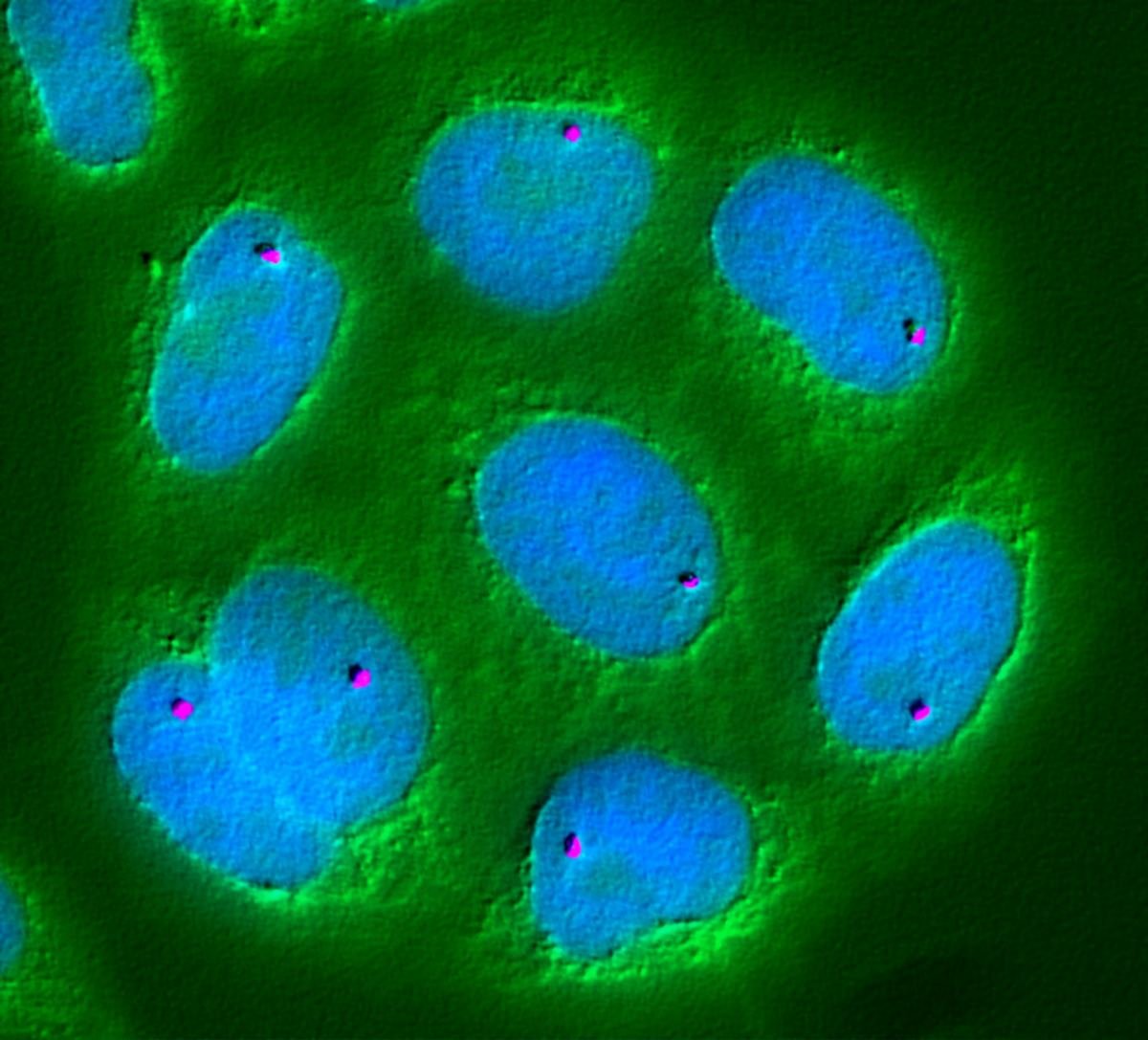 A glowing model of genes positioned inside a cell nucleus.